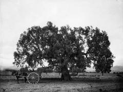 Viejo olivo llamado de La Juana, situado en el término de Casinos.- ca. 1917.