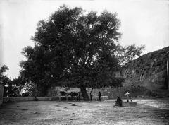 Pollancre situat en l'ermita de la Verge del Remei, de Xelva.- ca. 1917.