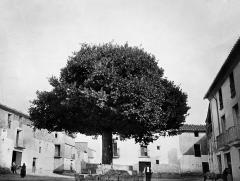 Viejo olmo situado en la plaza Mayor de Aras de Alpuente.- 1917. 