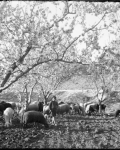 CARLOS SARTHOU CARRERES. Pastor con rebaño de ovejas en un campo de almendros. ca 1922. ES.462508.ADPV/Colección Sarthou, imagen nº 00129 