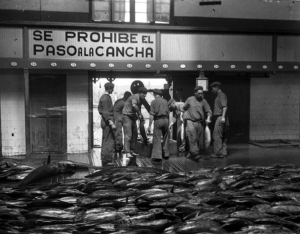 AUTOR DESCONOCIDO. Lonja de pescado. s.l. 1931. ES.462508.ADPV/Colección Ferran Belda, imagen nº 06427